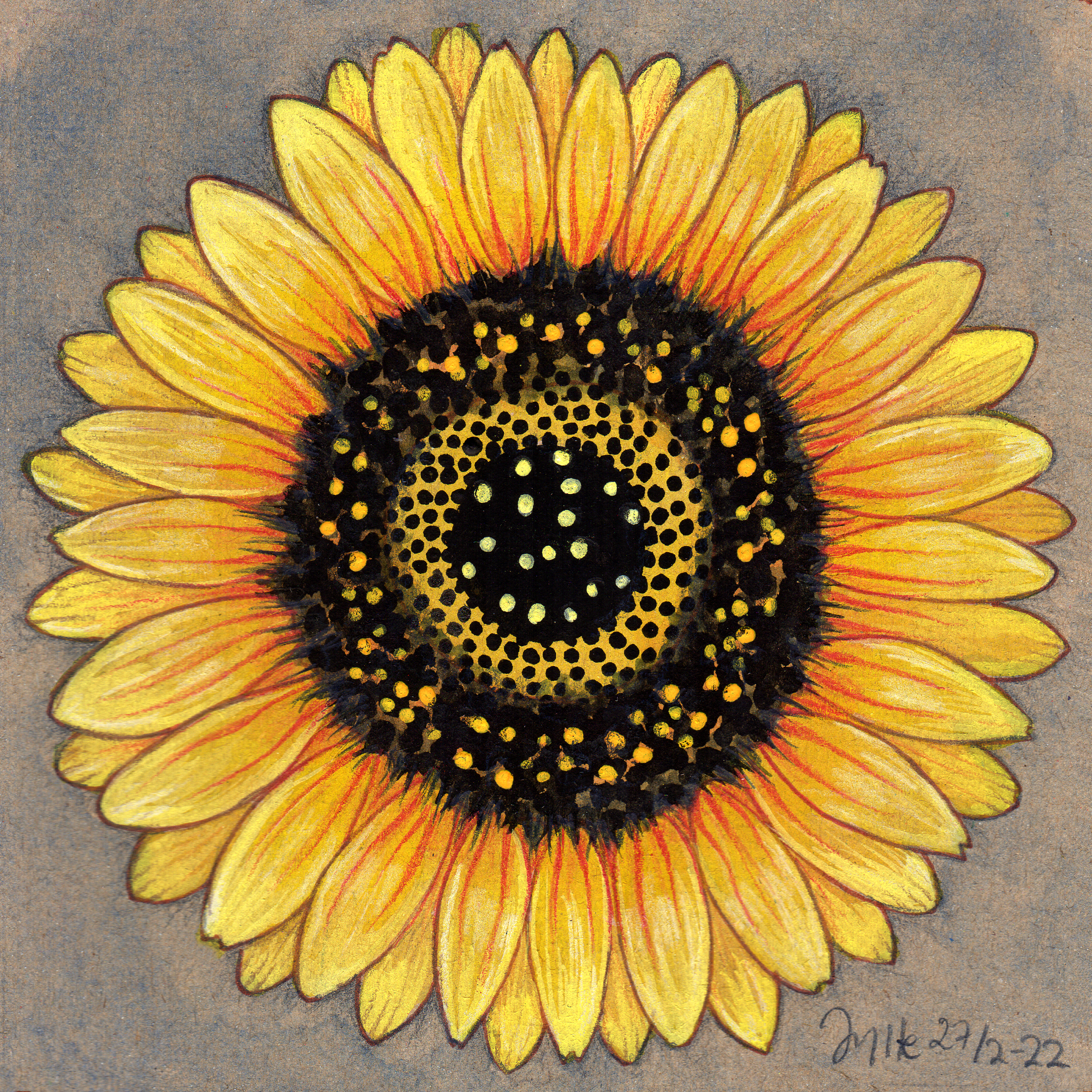 sunflower by Jytte Hviid